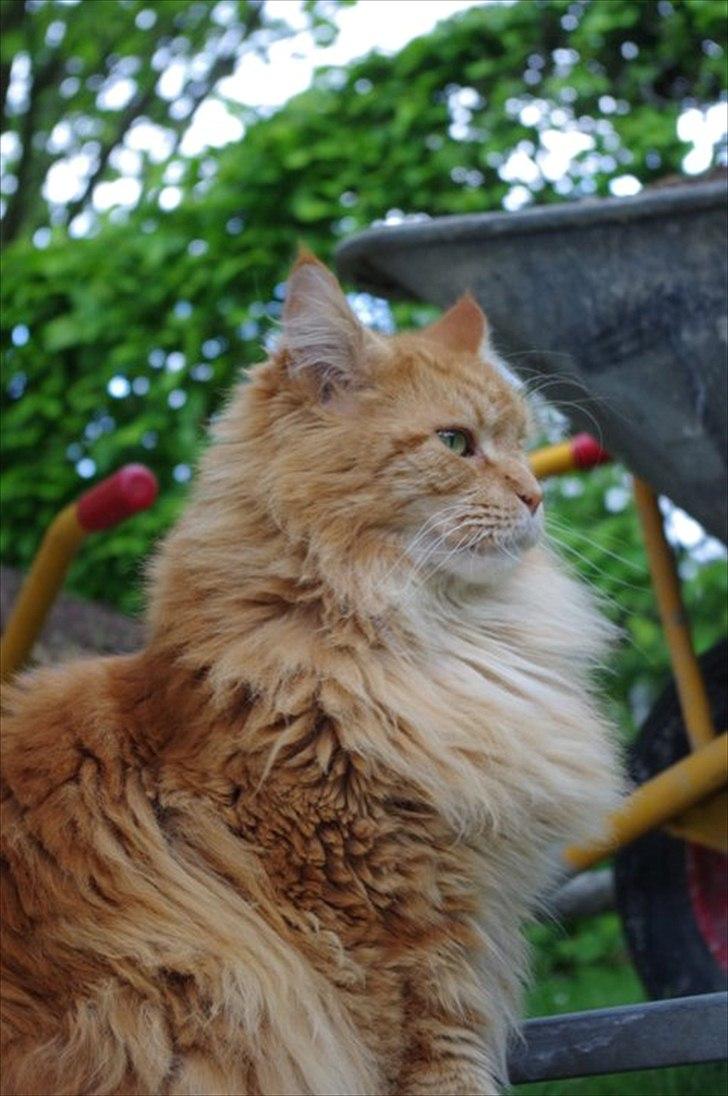 Maine Coon Anton billede 17