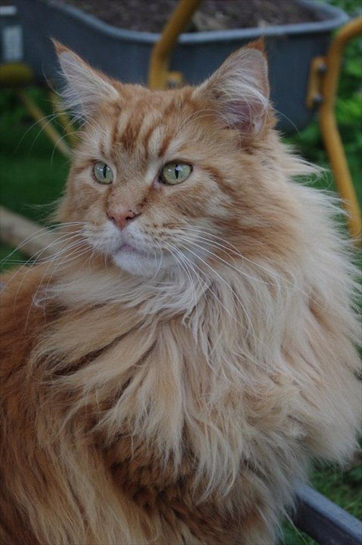 Maine Coon Anton billede 1