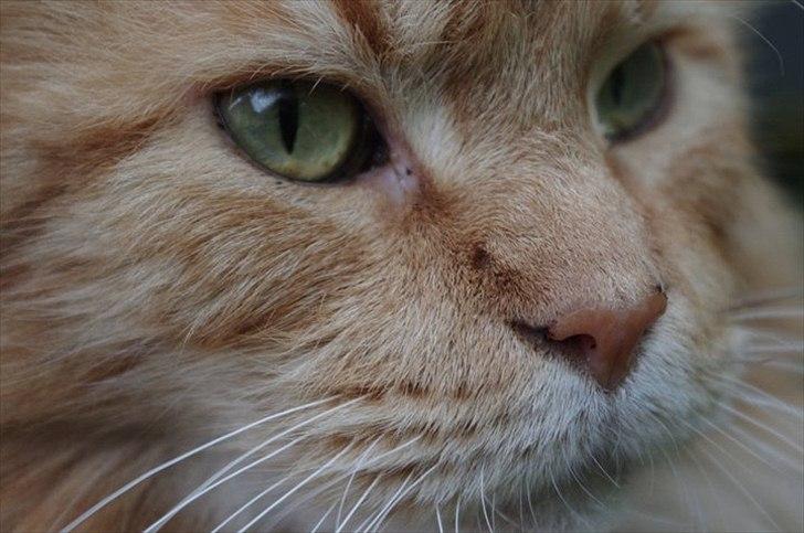 Maine Coon Anton billede 18