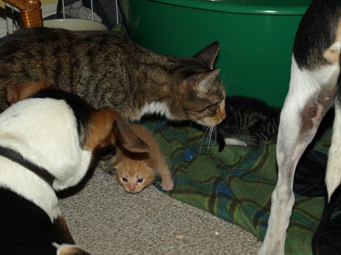 Huskat Mille og hendes killinger billede 13