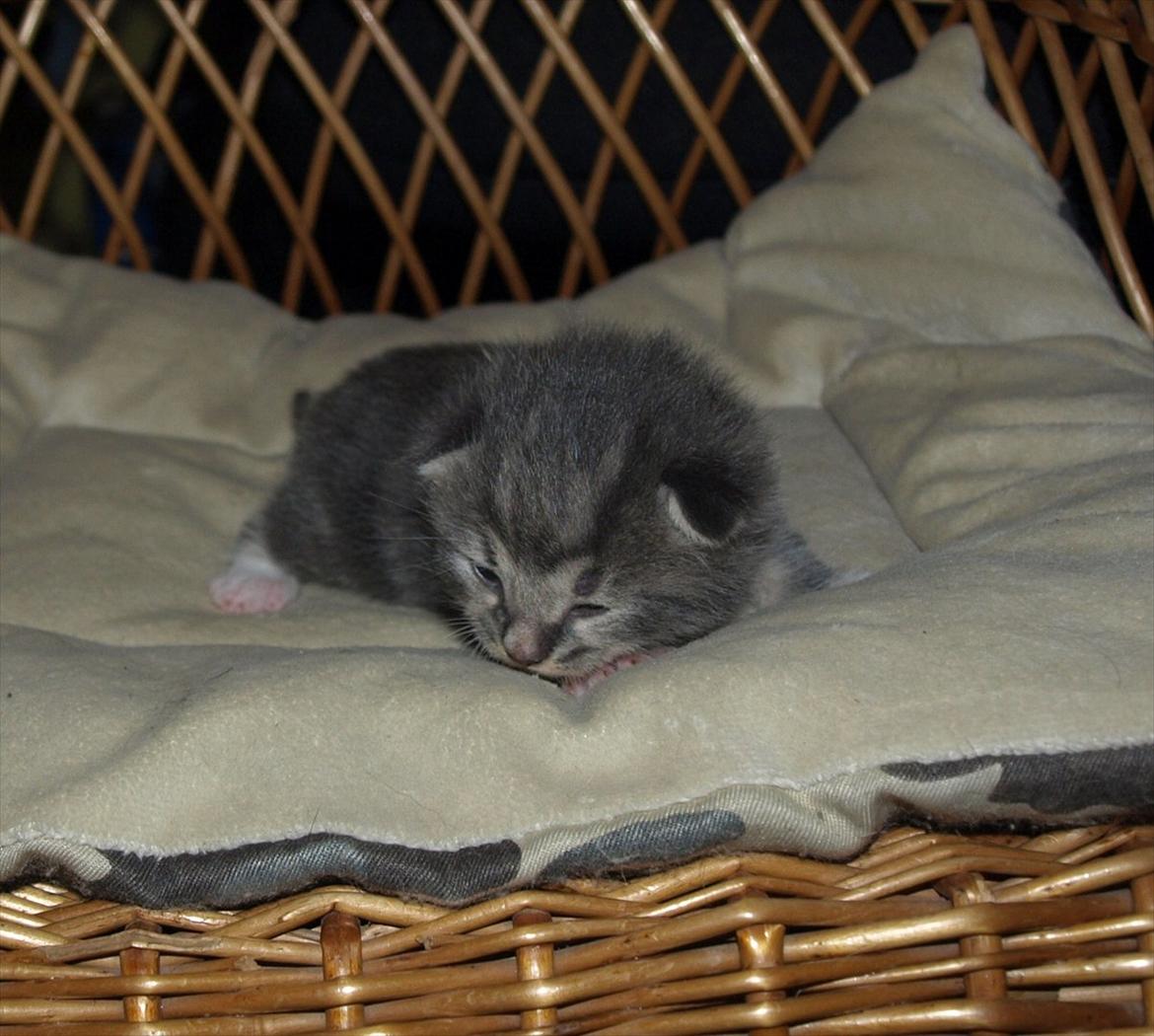 Huskat Mille og hendes killinger billede 14