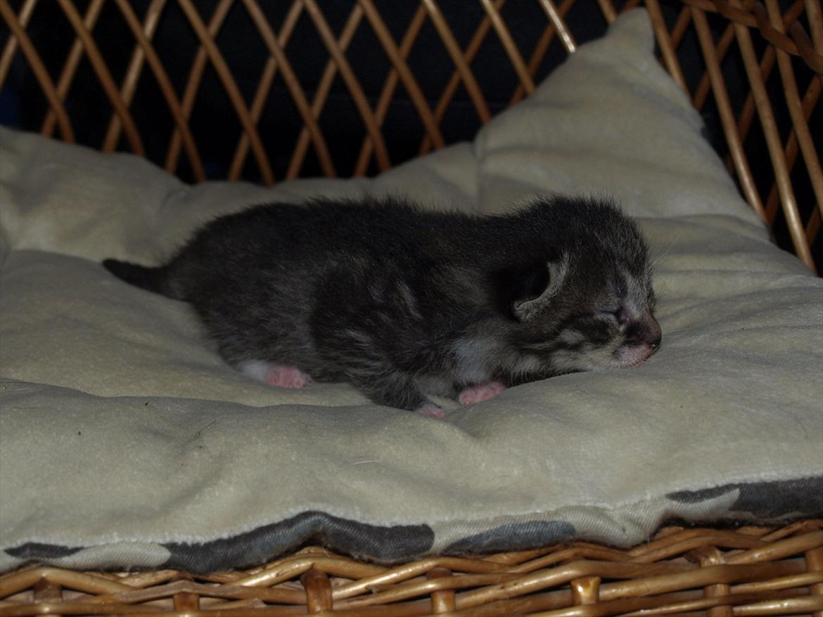 Huskat Mille og hendes killinger billede 15