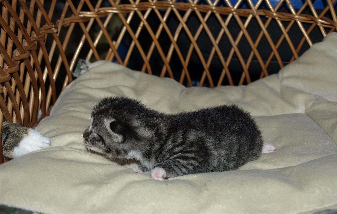 Huskat Mille og hendes killinger billede 16