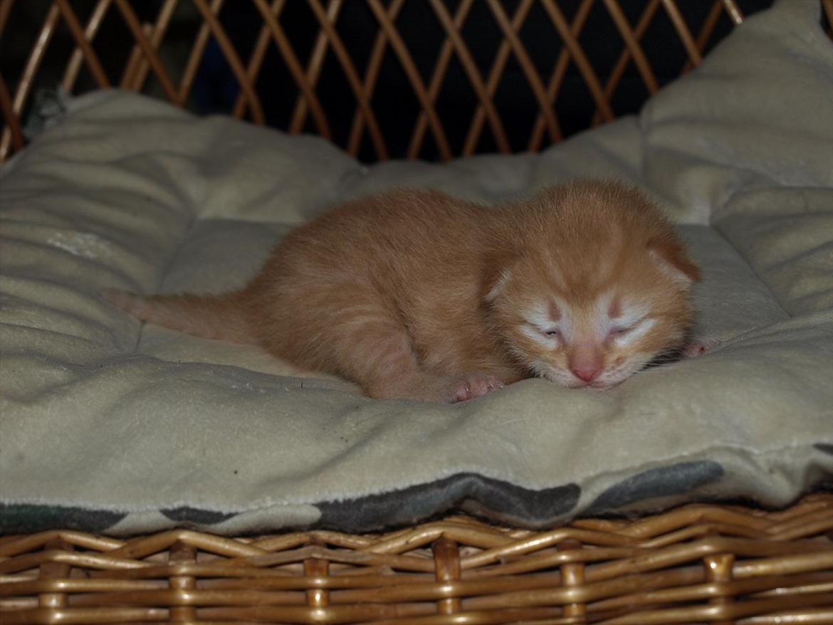 Huskat Mille og hendes killinger billede 17