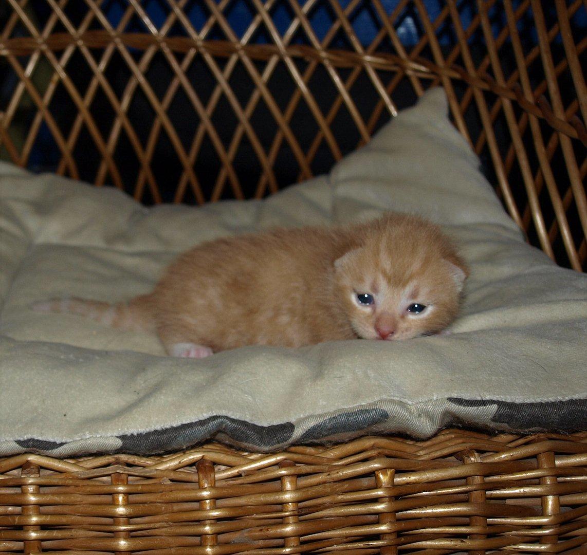 Huskat Mille og hendes killinger billede 18