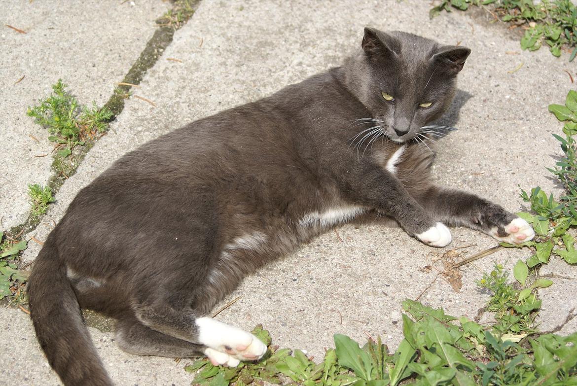 Blanding af racer Cocio billede 3