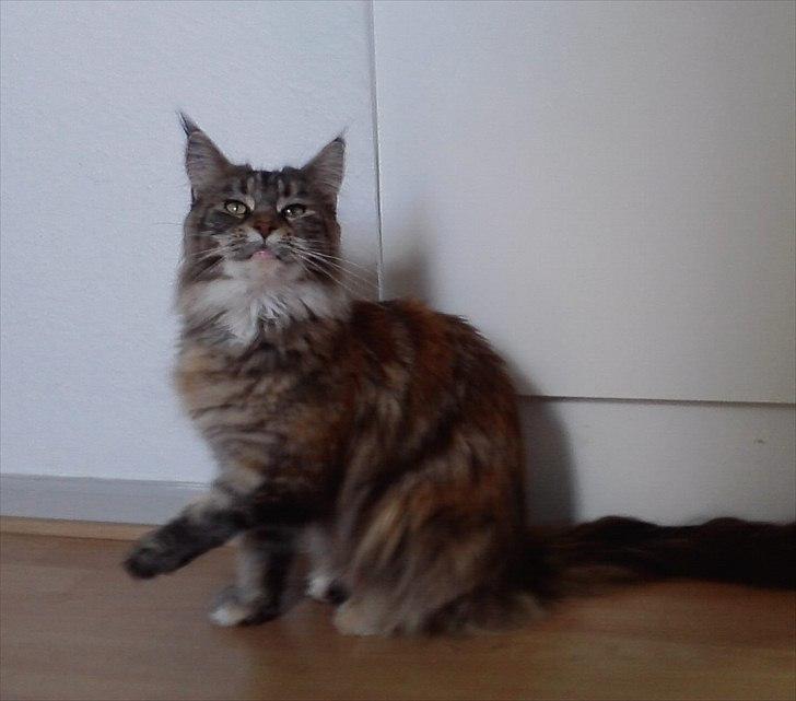 Maine Coon Bearcloud Adrenalin "Fox" billede 7