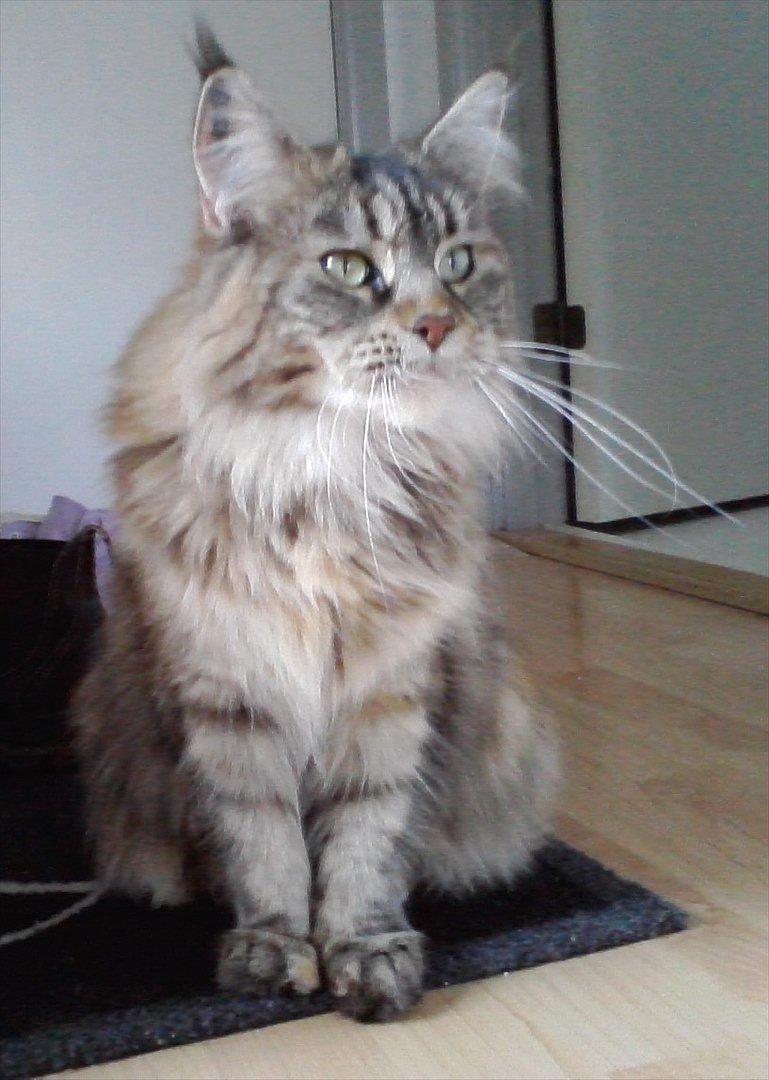 Maine Coon Bearcloud Adrenalin "Fox" billede 8