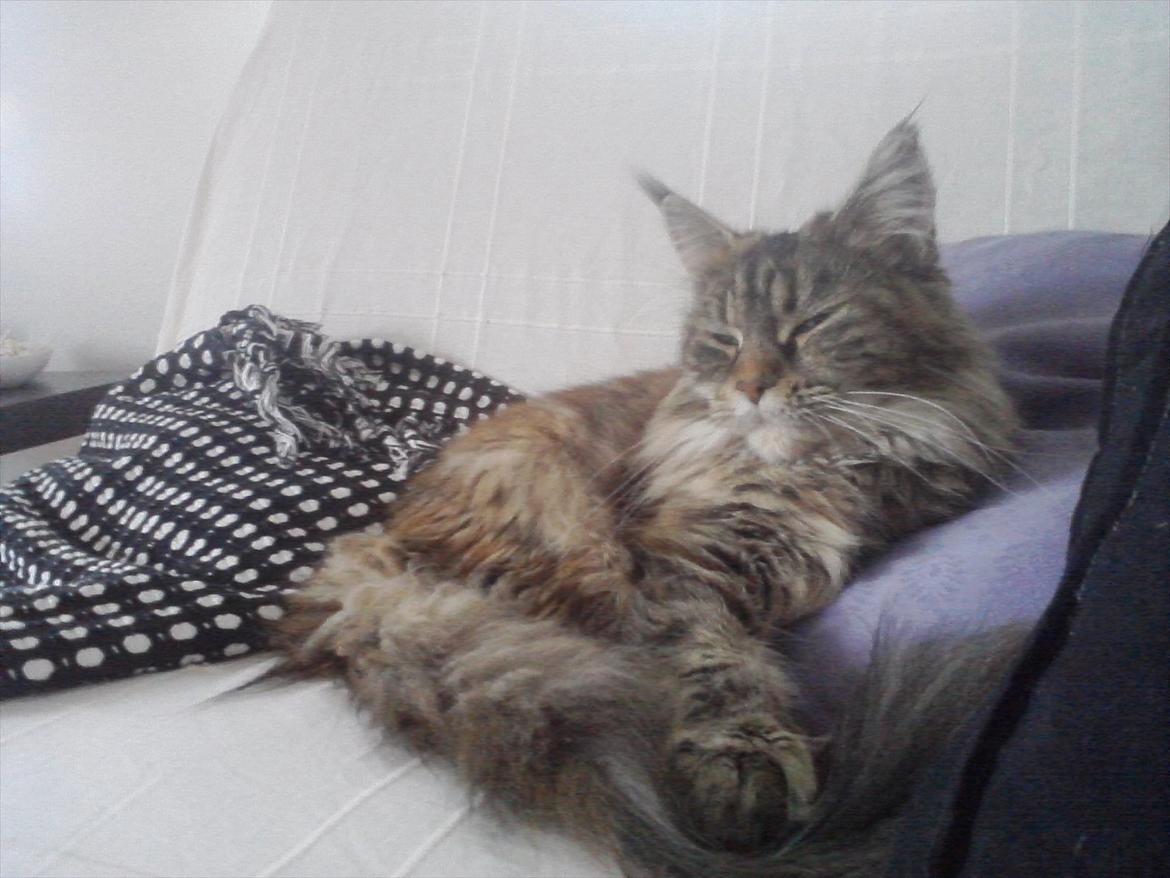 Maine Coon Bearcloud Adrenalin "Fox" - ZzzzzZ.... billede 9