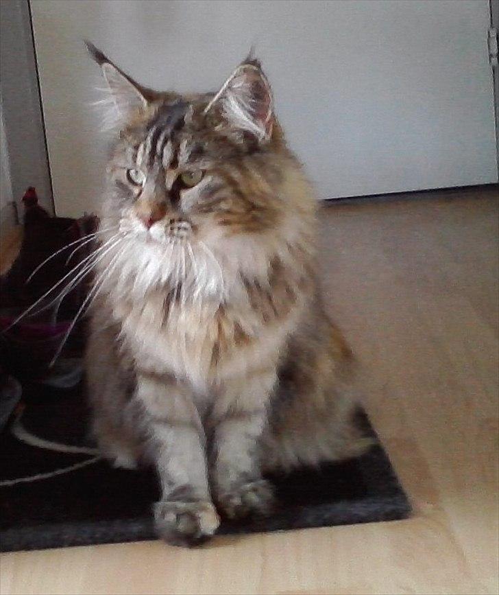 Maine Coon Bearcloud Adrenalin "Fox" billede 10