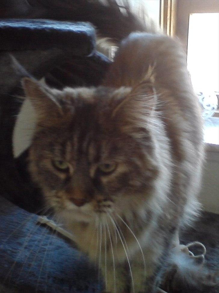 Maine Coon Bearcloud Adrenalin "Fox" - Hej :D billede 11