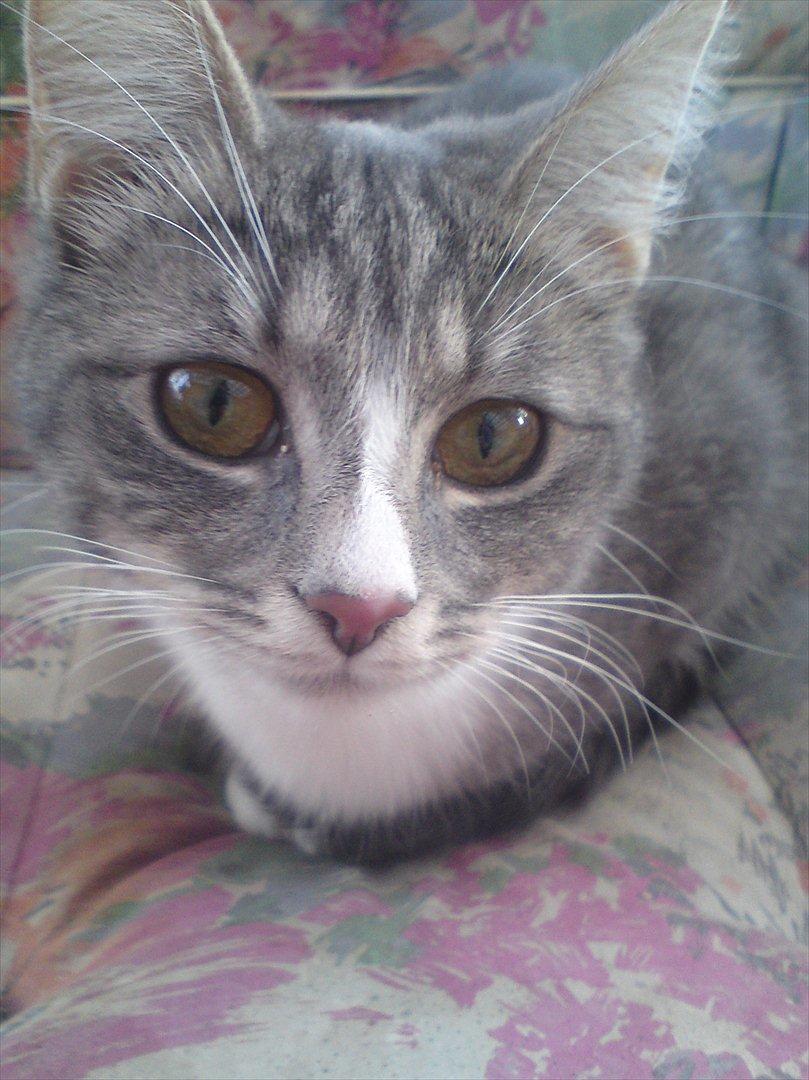 Huskat Diva (Himmelkat) billede 1