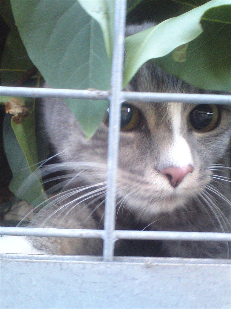 Huskat Diva (Himmelkat) billede 2