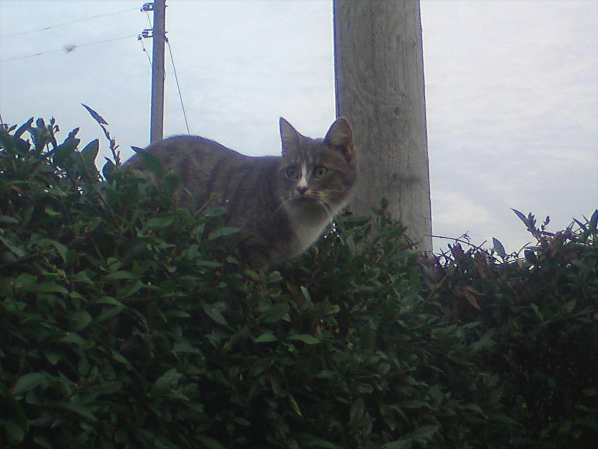 Huskat Diva (Himmelkat) billede 3