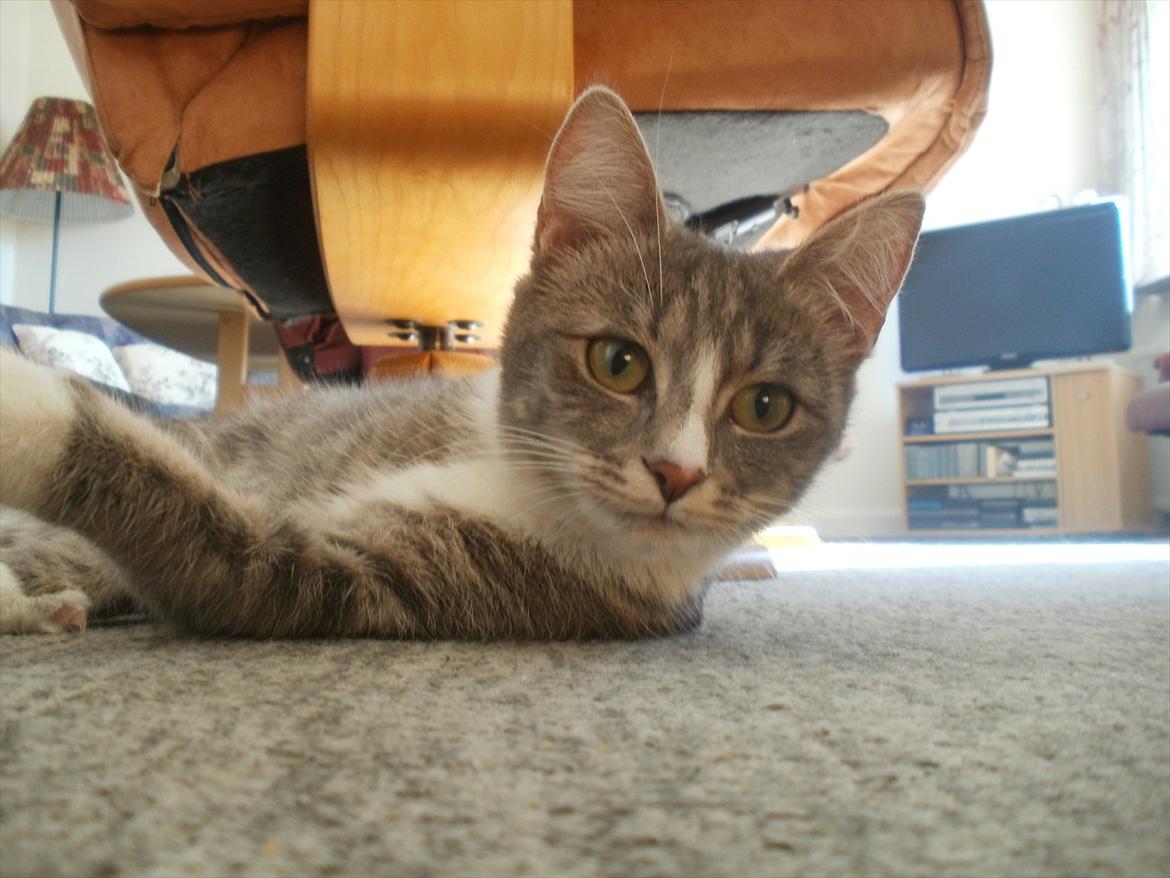 Huskat Diva (Himmelkat) billede 5