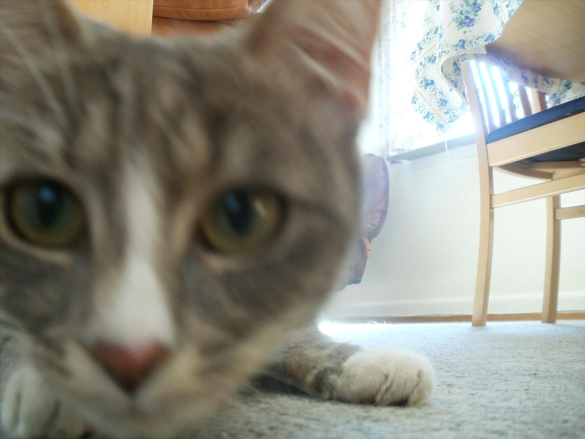 Huskat Diva (Himmelkat) billede 6