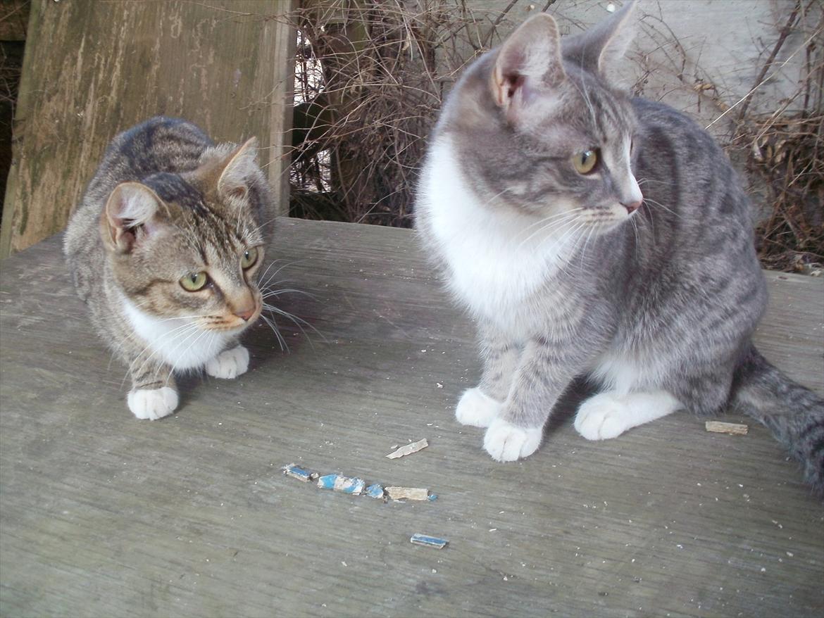 Huskat Diva (Himmelkat) billede 7