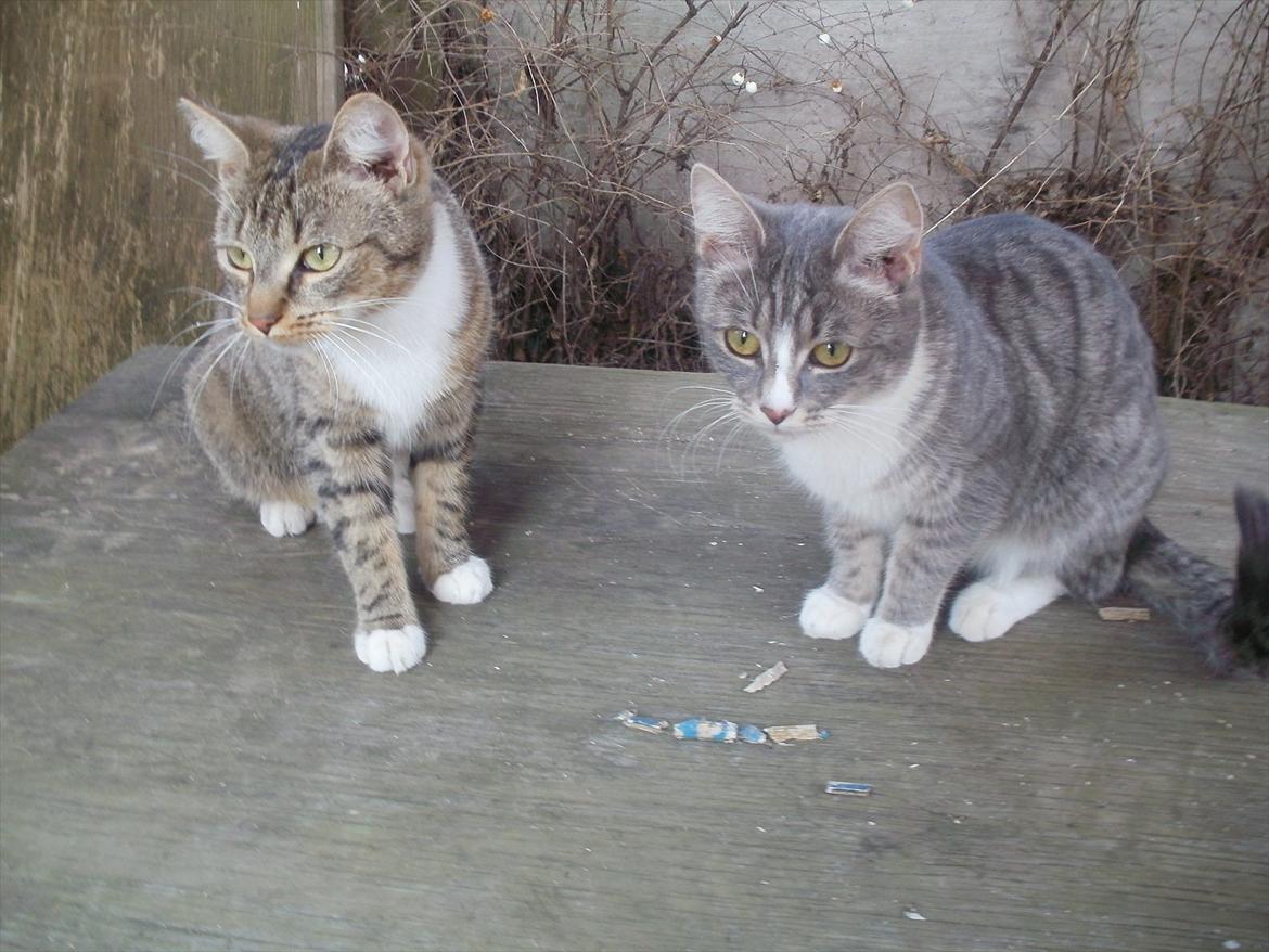 Huskat Diva (Himmelkat) billede 8