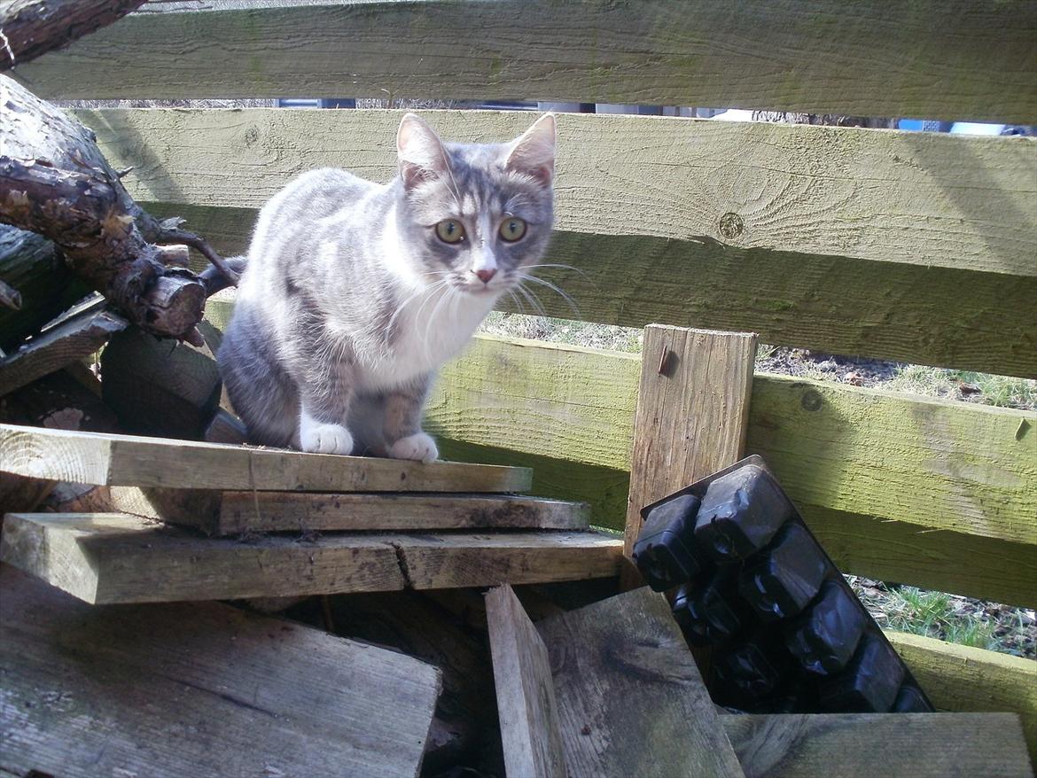 Huskat Diva (Himmelkat) billede 9