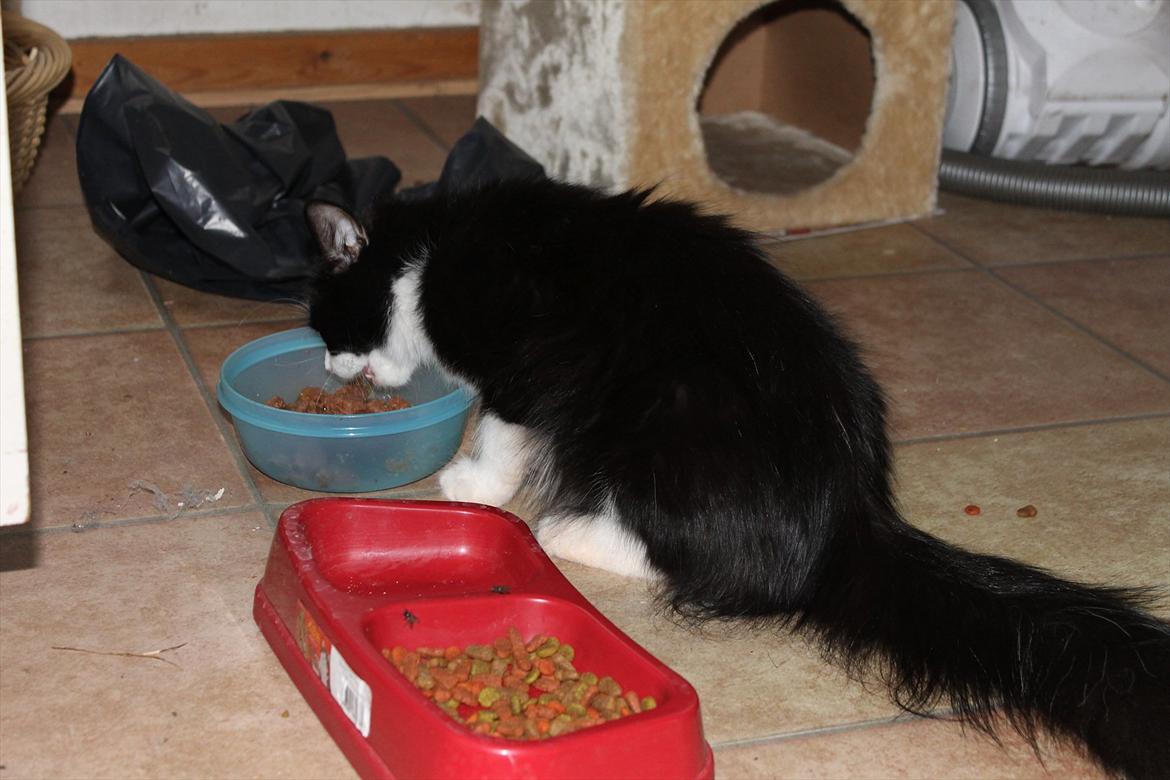 Huskat Trunte :D - Mums mad billede 7