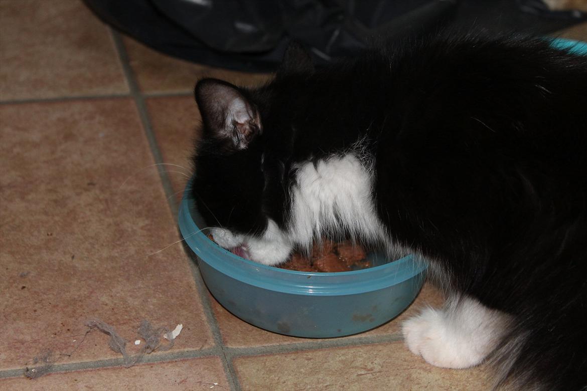 Huskat Trunte :D - Mad igen :) billede 8