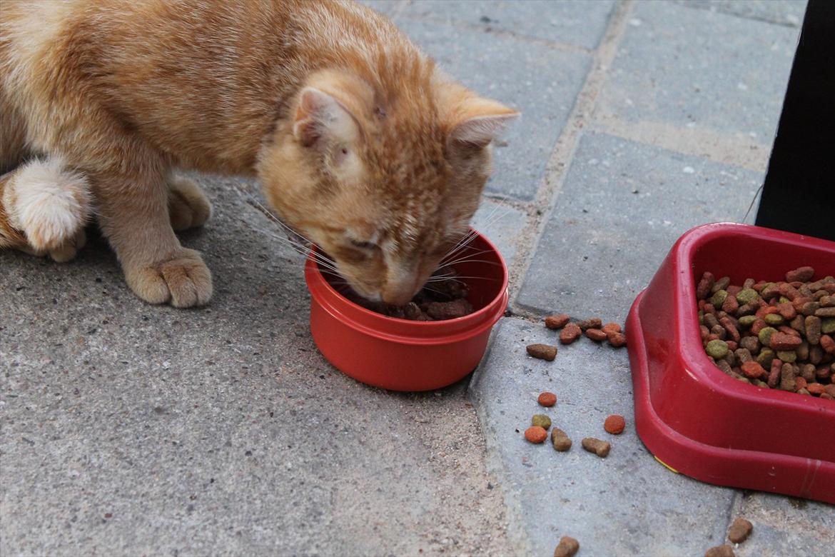 Huskat Garfield :D billede 9