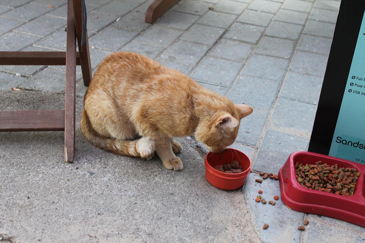 Huskat Garfield :D billede 11