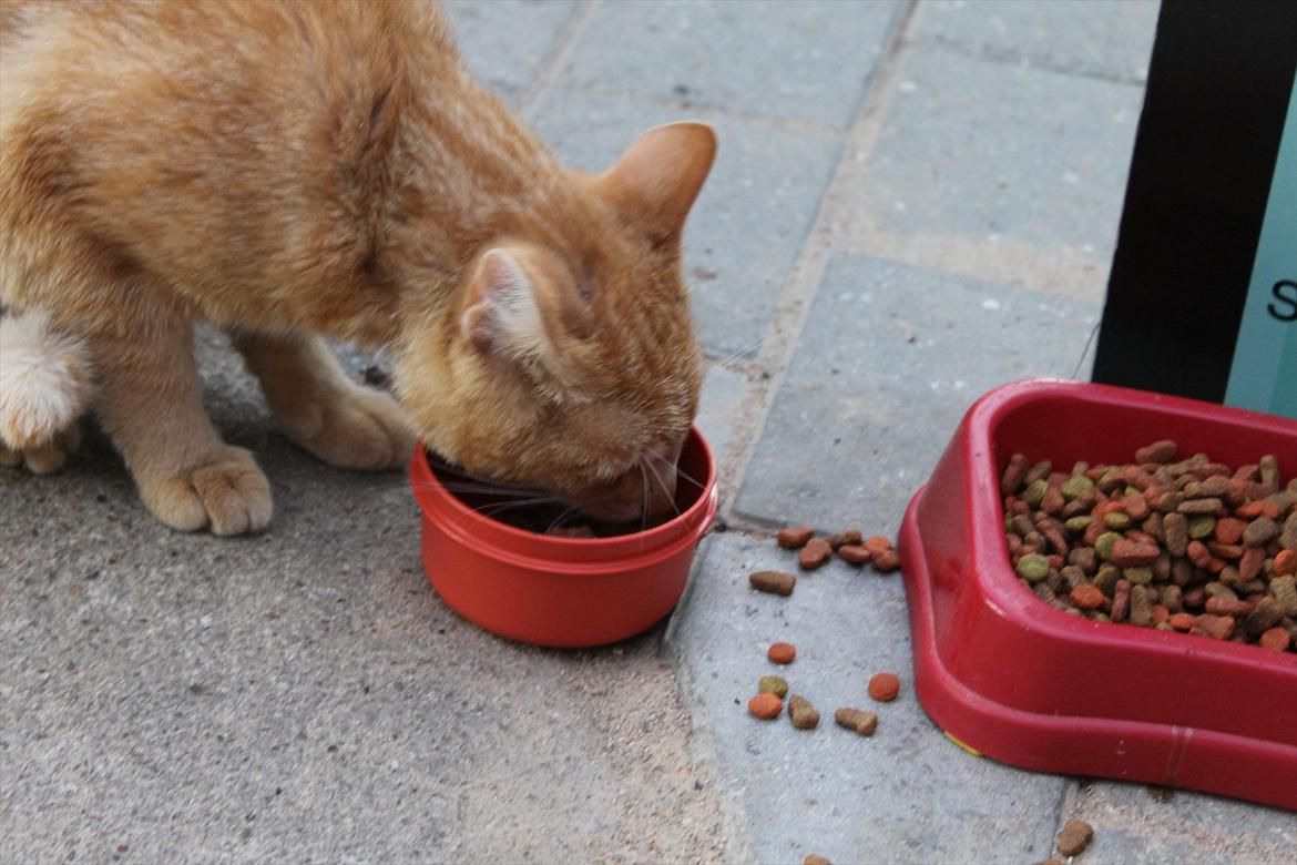 Huskat Garfield :D billede 12