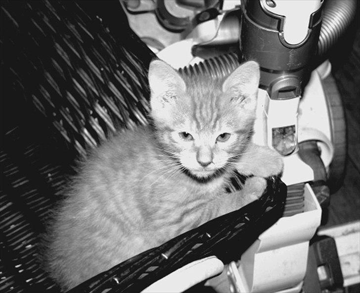 Huskat Garfield :D billede 13