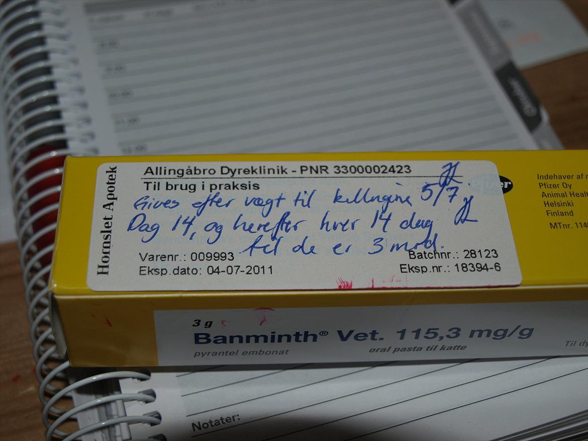 Huskat Mille og hendes killinger - her er den så æsken med ormemiddel til killingerne billede 19