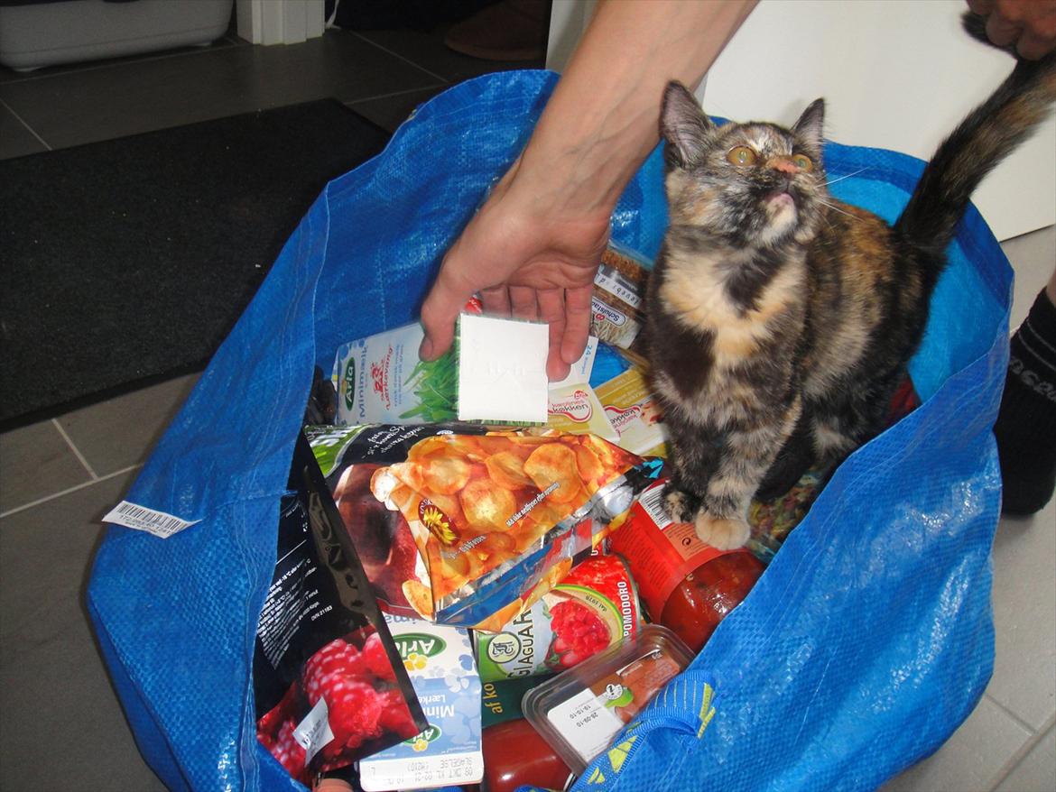 Huskat                      Nørgaards Stribe billede 4