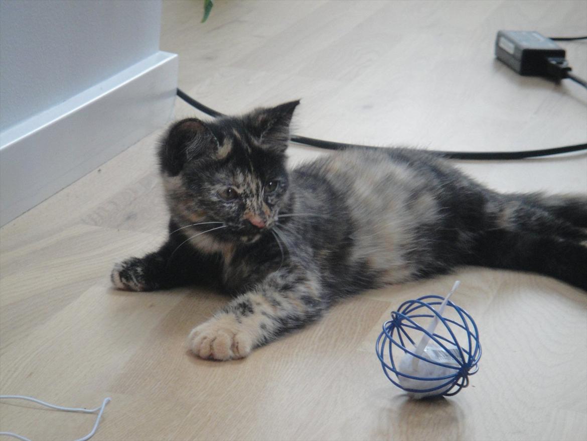 Huskat                      Nørgaards Stribe - Stribe 13 uger. billede 1