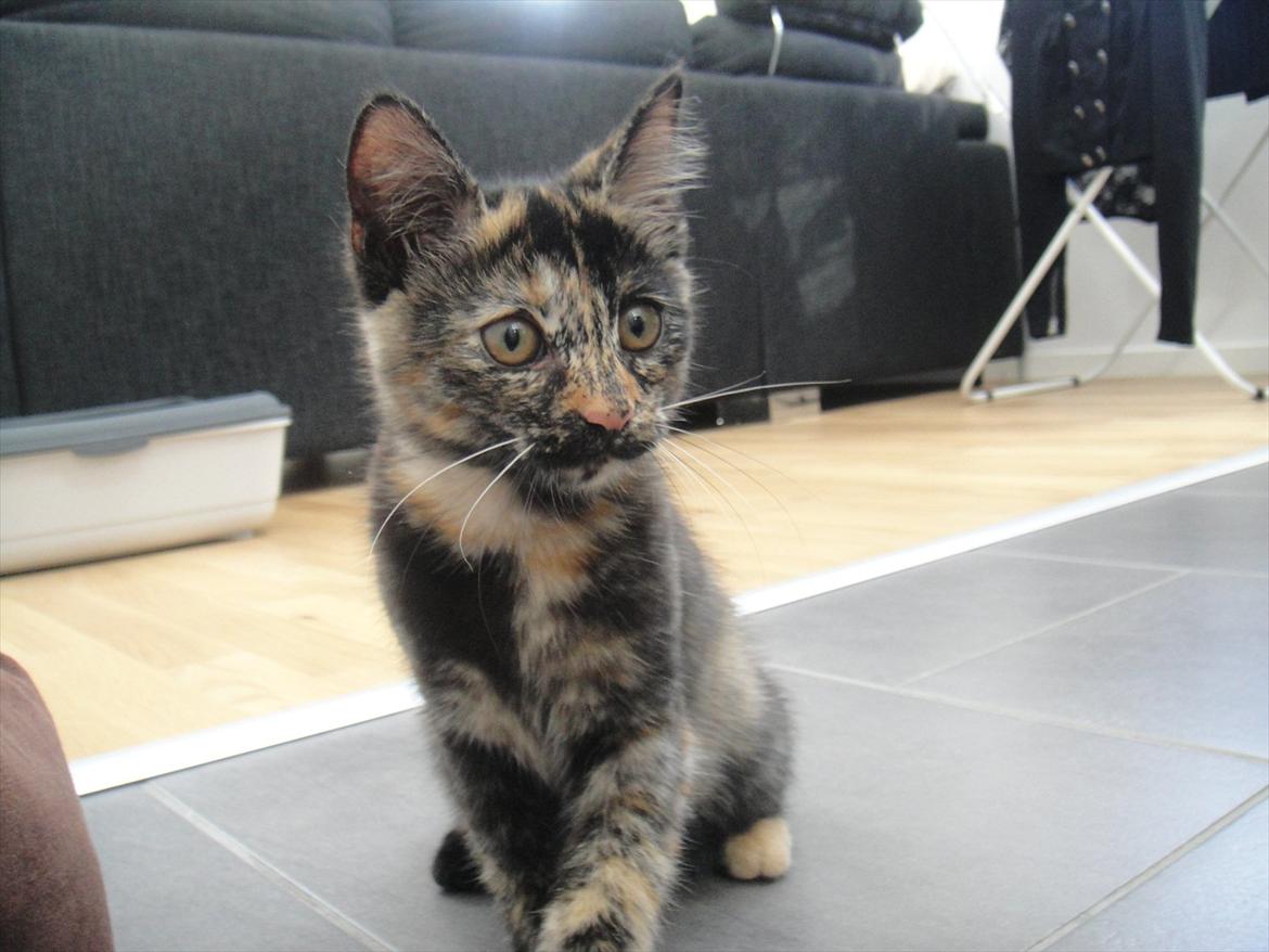 Huskat                      Nørgaards Stribe - Stribe 13 uger. billede 9