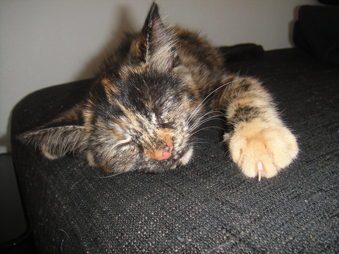 Huskat                      Nørgaards Stribe - Stribe 13 uger. billede 10