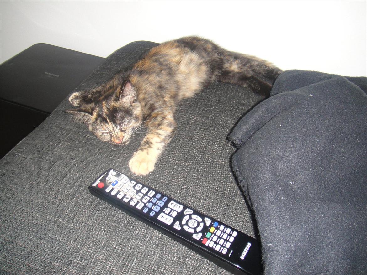 Huskat                      Nørgaards Stribe - Stribe 13 uger. billede 5