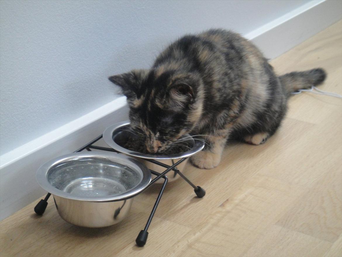 Huskat                      Nørgaards Stribe billede 11