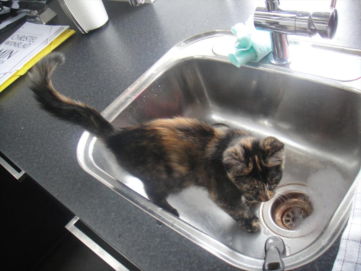 Huskat                      Nørgaards Stribe billede 12