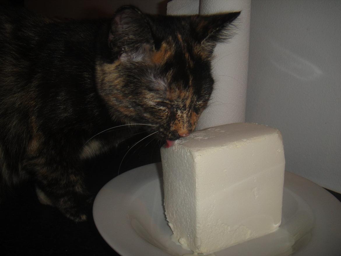 Huskat                      Nørgaards Stribe - Is :D billede 13