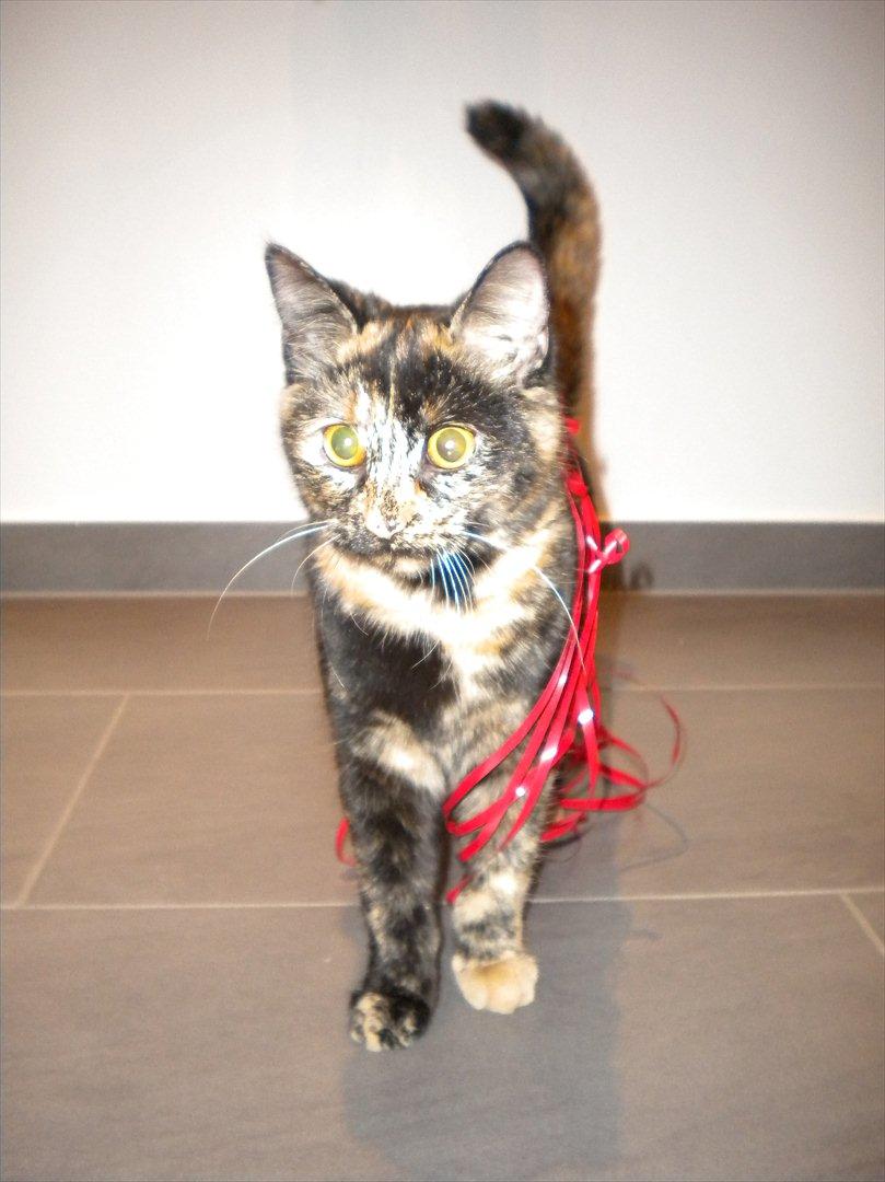 Huskat                      Nørgaards Stribe billede 14