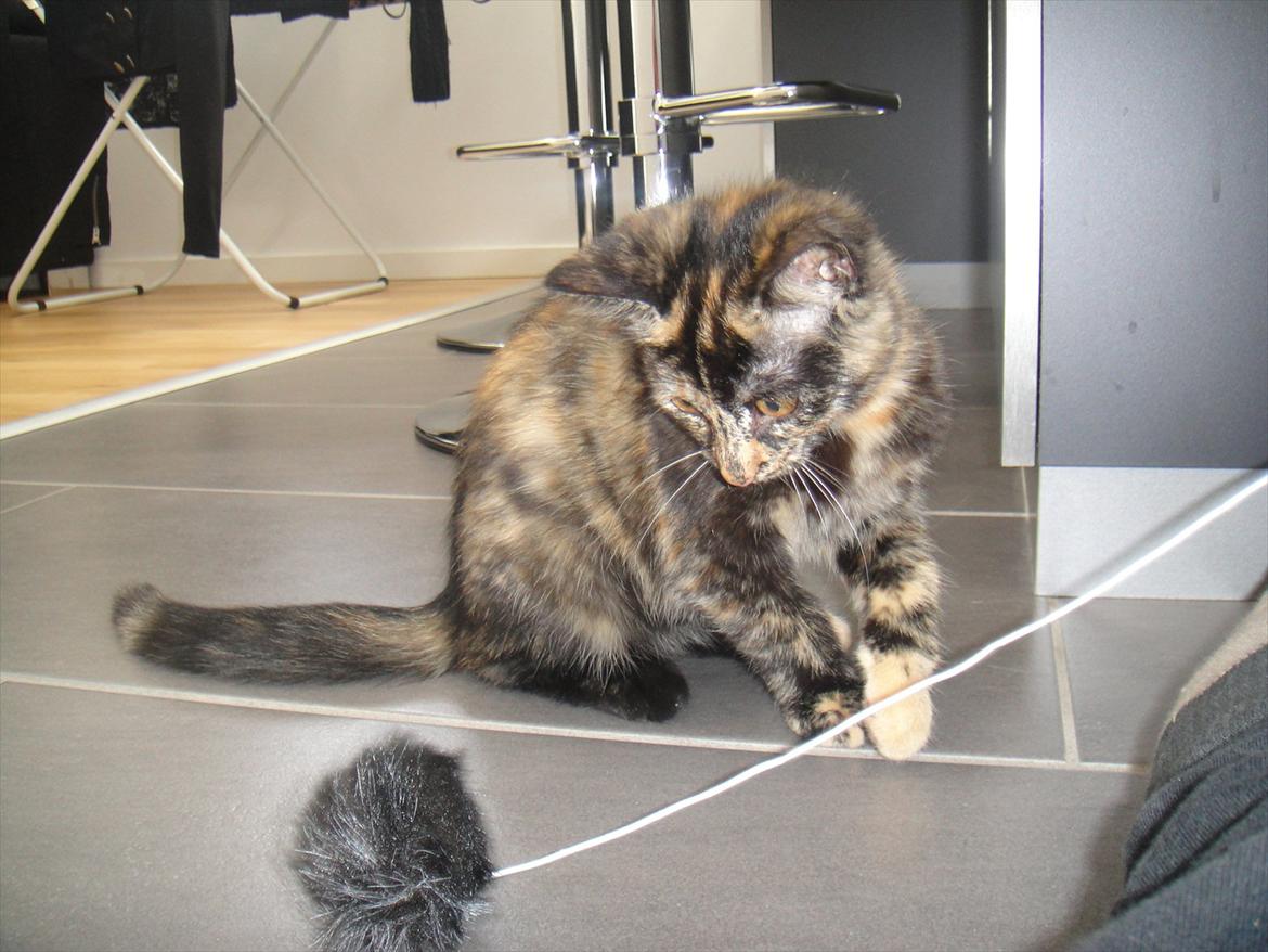 Huskat                      Nørgaards Stribe billede 15