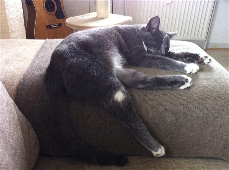 Huskat Jørgensen - Zzzz .. billede 1