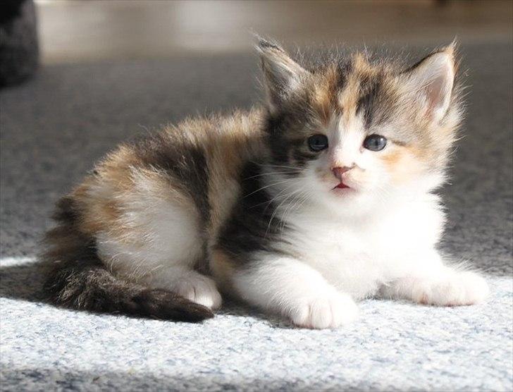 Norsk Skovkat DK Kimbo's Daim billede 2