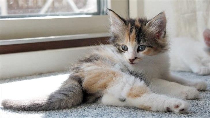 Norsk Skovkat DK Kimbo's Daim billede 3