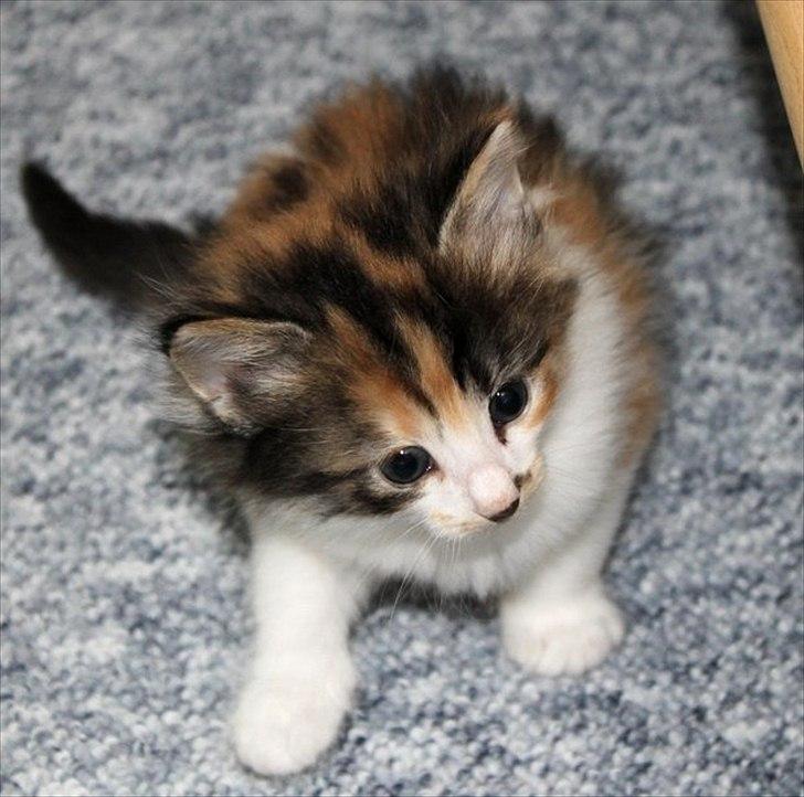 Norsk Skovkat DK Kimbo's Daim billede 4