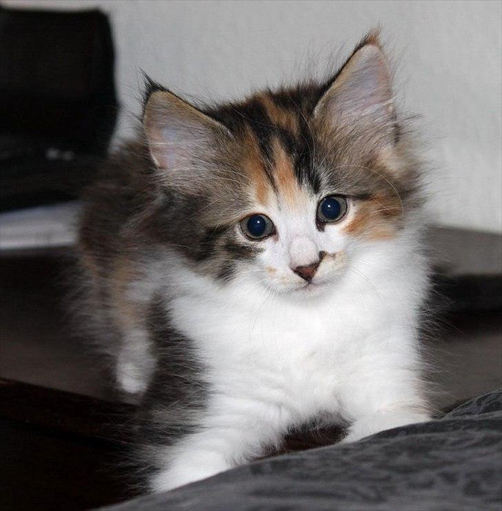 Norsk Skovkat DK Kimbo's Daim billede 5