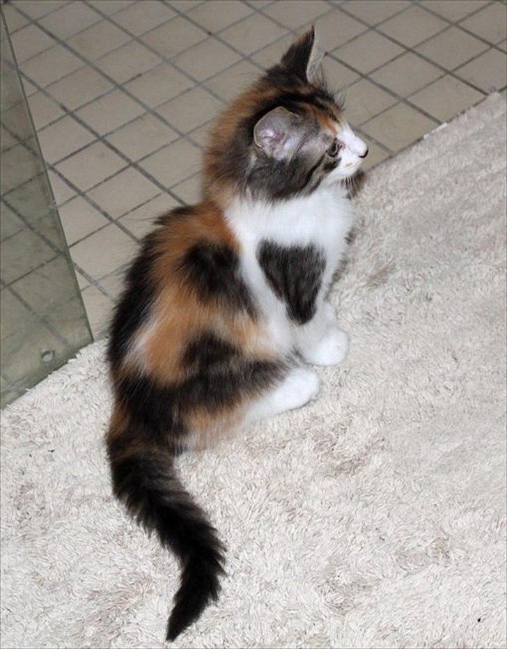 Norsk Skovkat DK Kimbo's Daim billede 6