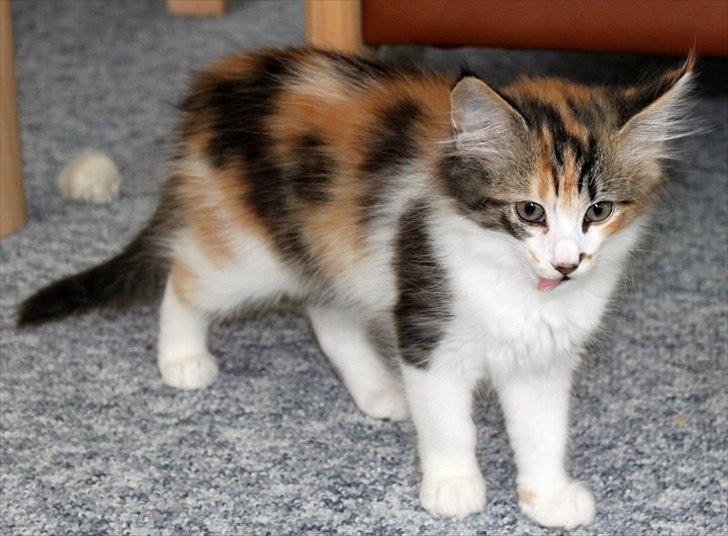 Norsk Skovkat DK Kimbo's Daim billede 7