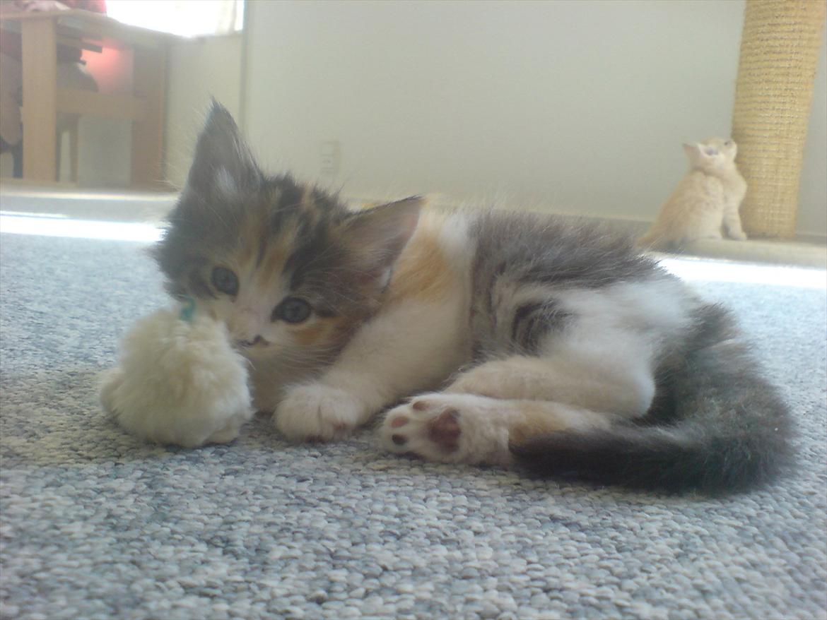 Norsk Skovkat DK Kimbo's Daim billede 8