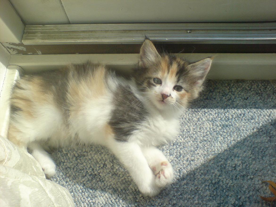 Norsk Skovkat DK Kimbo's Daim billede 9