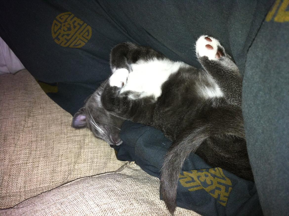 Huskat Jørgensen - Mmm, her ligger jeg godt. billede 2